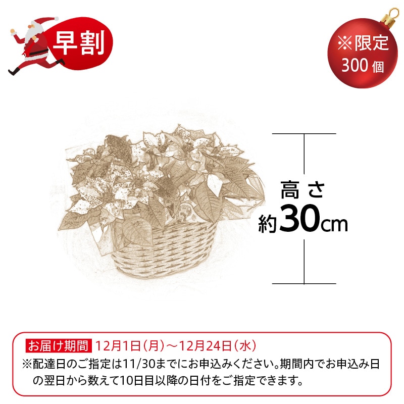 <クリスマス>ポインセチア(ラメ付き)2鉢セット