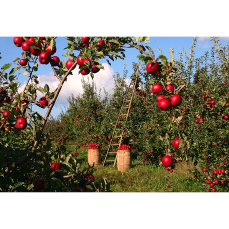 りんご　10個　産地長野、青森