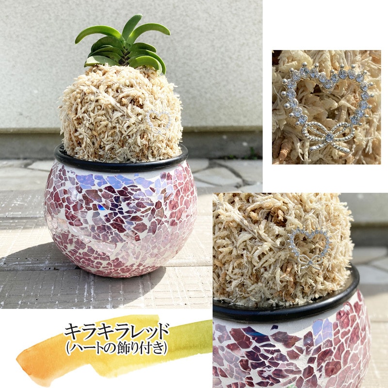 日本の伝統園芸「富貴蘭」富貴蘭 風蘭 蘭 キラキラレッドガラス器(ハートの飾り付き)