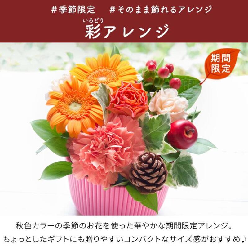 秋限定 花ギフト「彩アレンジ」｜郵便局のネットショップ