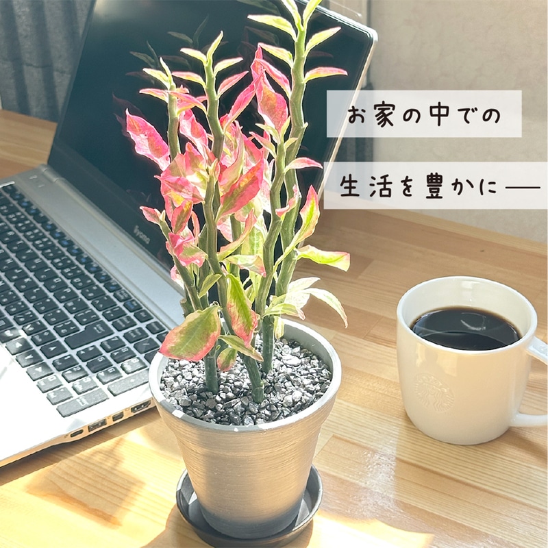 サワキキョウ　4鉢 Kaiju Plant 怪獣ポットEco4.5 スリット鉢 4.5号 麦わら再生プラ鉢