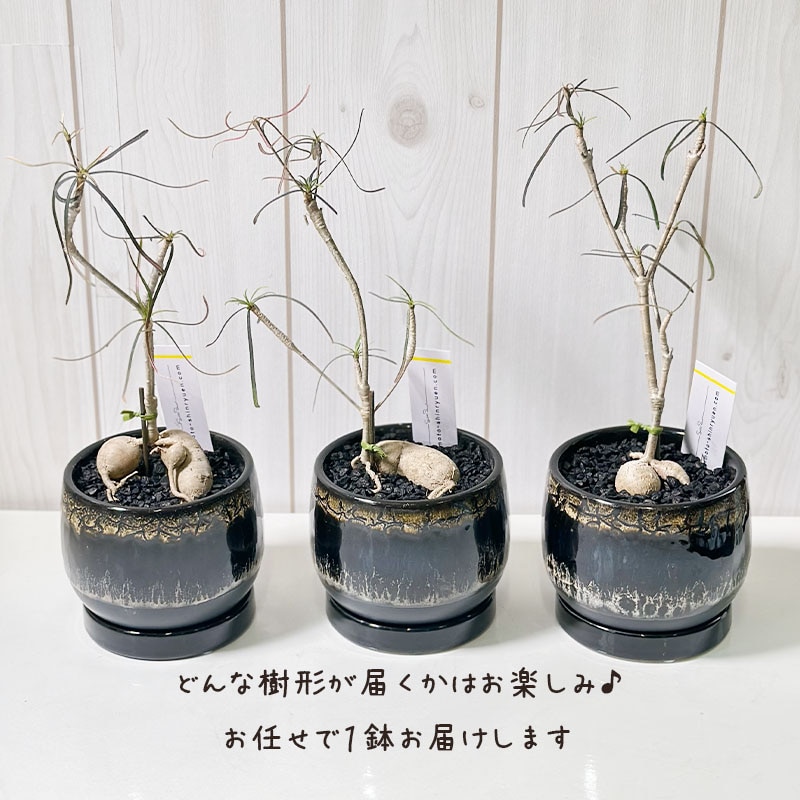 ユーフォルビア ヘディオトイデス デザイン陶器鉢 黒石付 （黒