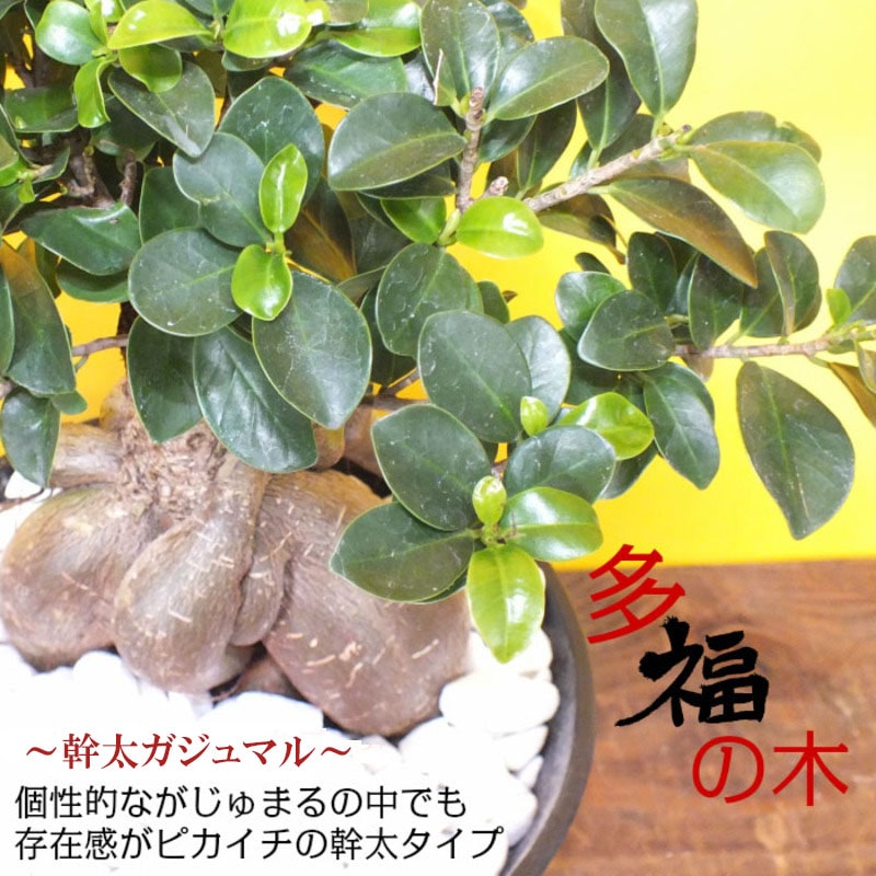 ガジュマル 福寿 7号 白セラアート鉢 白軽石｜郵便局のネットショップ