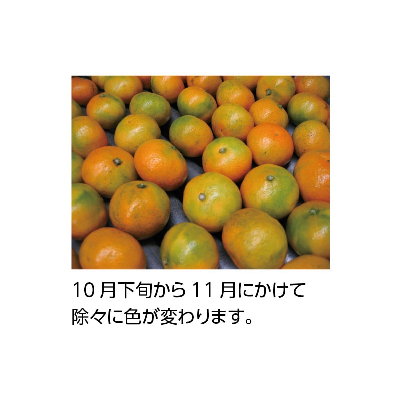 小さいミカン 「ひとしずく」（温州みかん） 4．5kg｜郵便局の