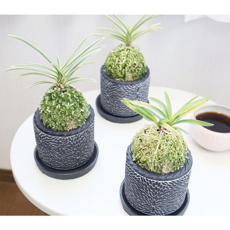 日本の伝統園芸「富貴蘭」富貴蘭 風蘭 蘭 黒のデザイン筒陶器鉢