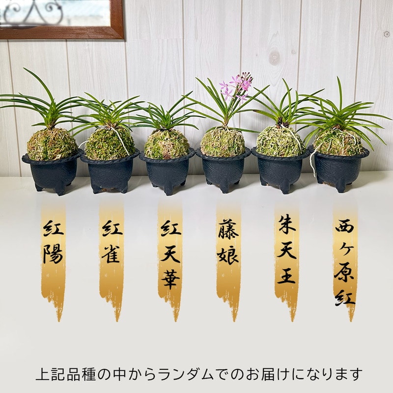 白変種八咫烏の雛　緑 アストロフィツム・白条複隆碧鸞 | trigger