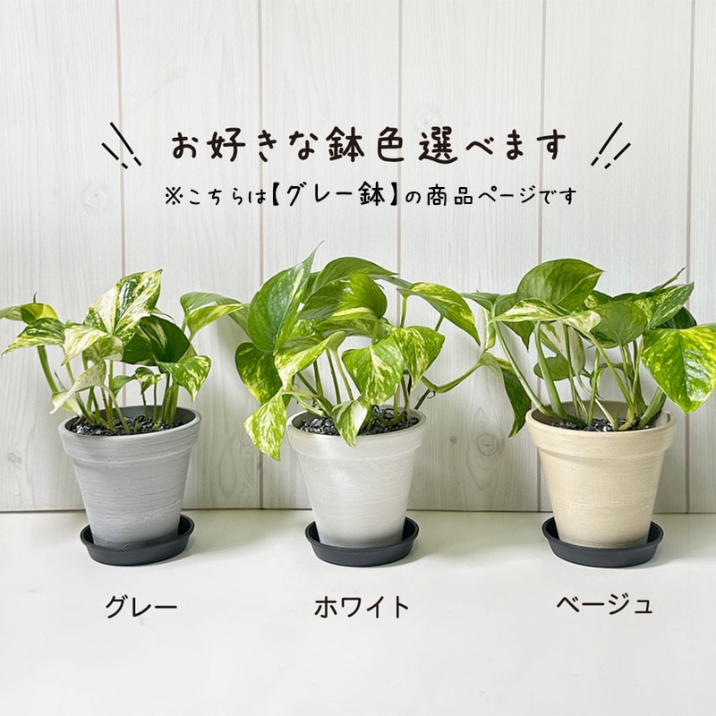ポトス グリーン エコポット鉢 黒石付 4号（グレー）｜郵便局のネット