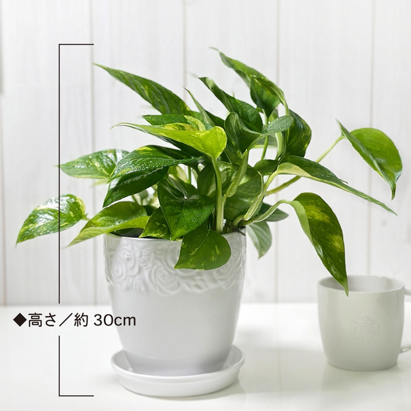 ポトス 2鉢セット 白い鉢 2鉢セット】