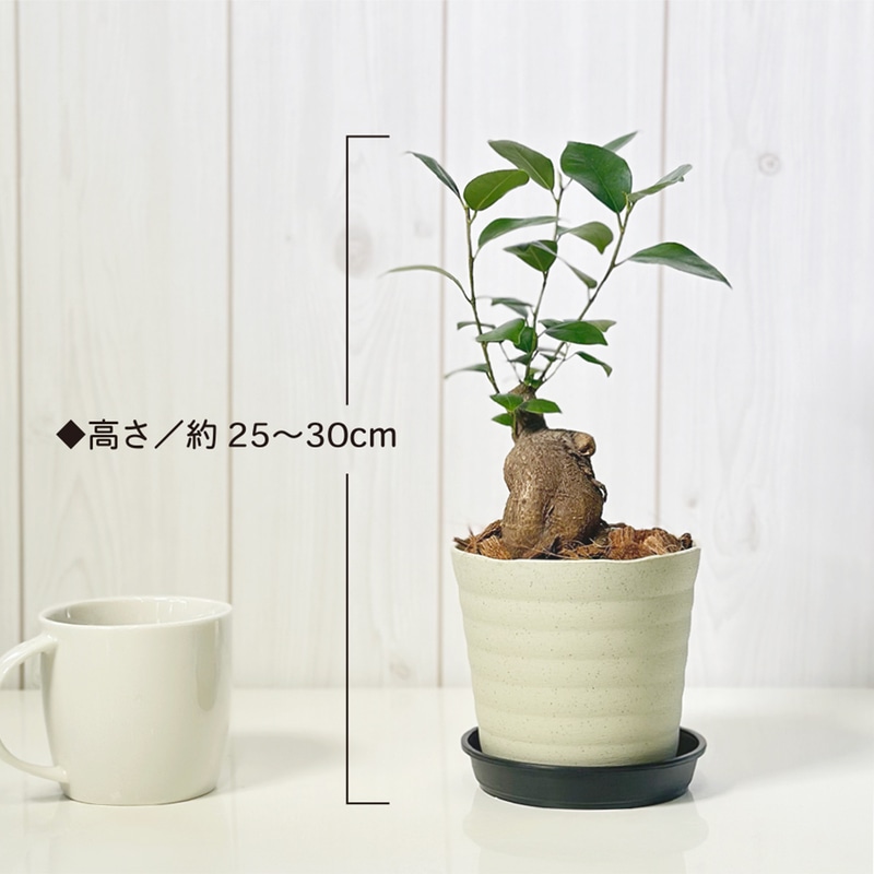 ガジュマル 7号 黒セラアート鉢 | 京橋植物園