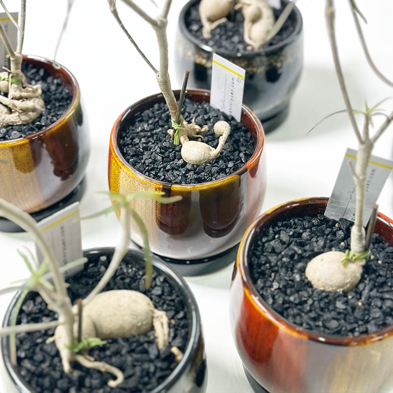 ユーフォルビア　へディオトイデス ユーフォルビア ヘディオトイデス | STELLA.PLANTS