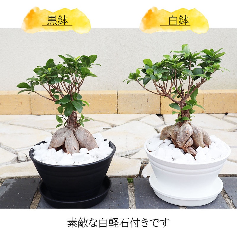 ガジュマル 福寿 7号 白セラアート鉢 白軽石｜郵便局のネット
