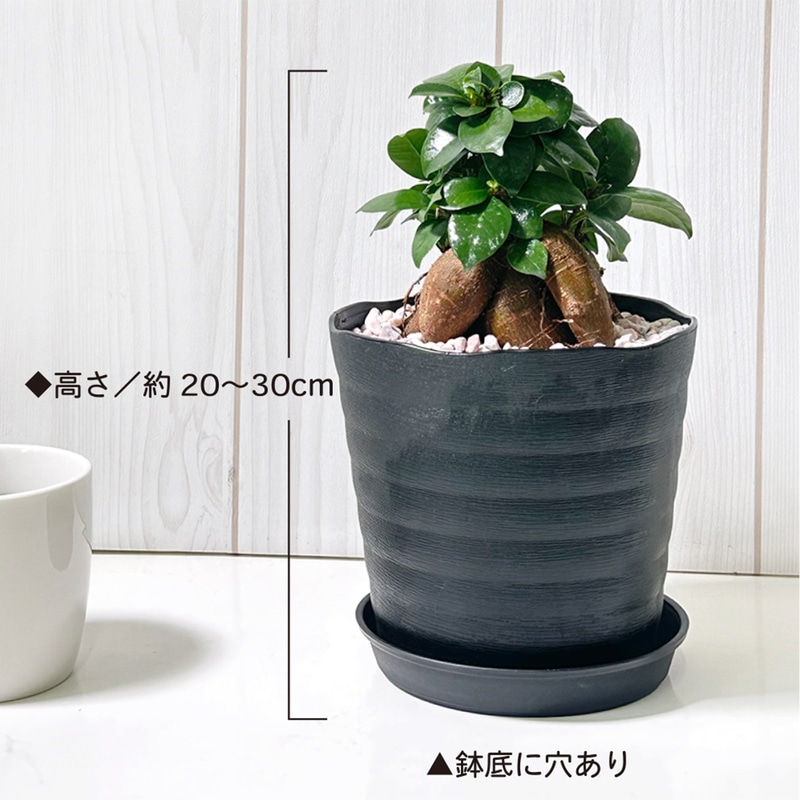 Amazon | 花のギフト社 ガジュマル ガジュマルの木 観葉植物