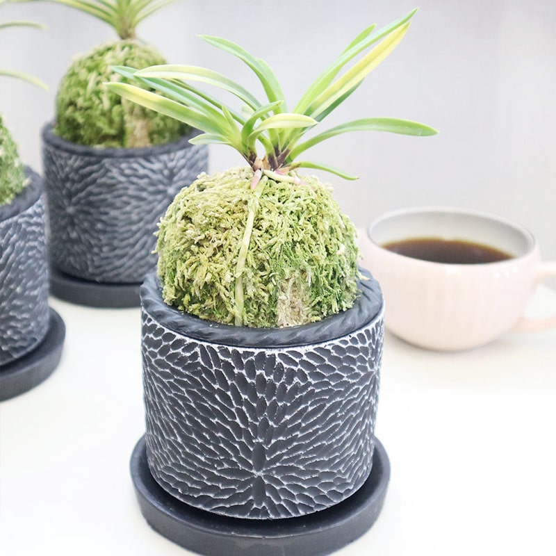 日本の伝統園芸「富貴蘭」富貴蘭 風蘭 蘭 黒のデザイン筒陶器鉢