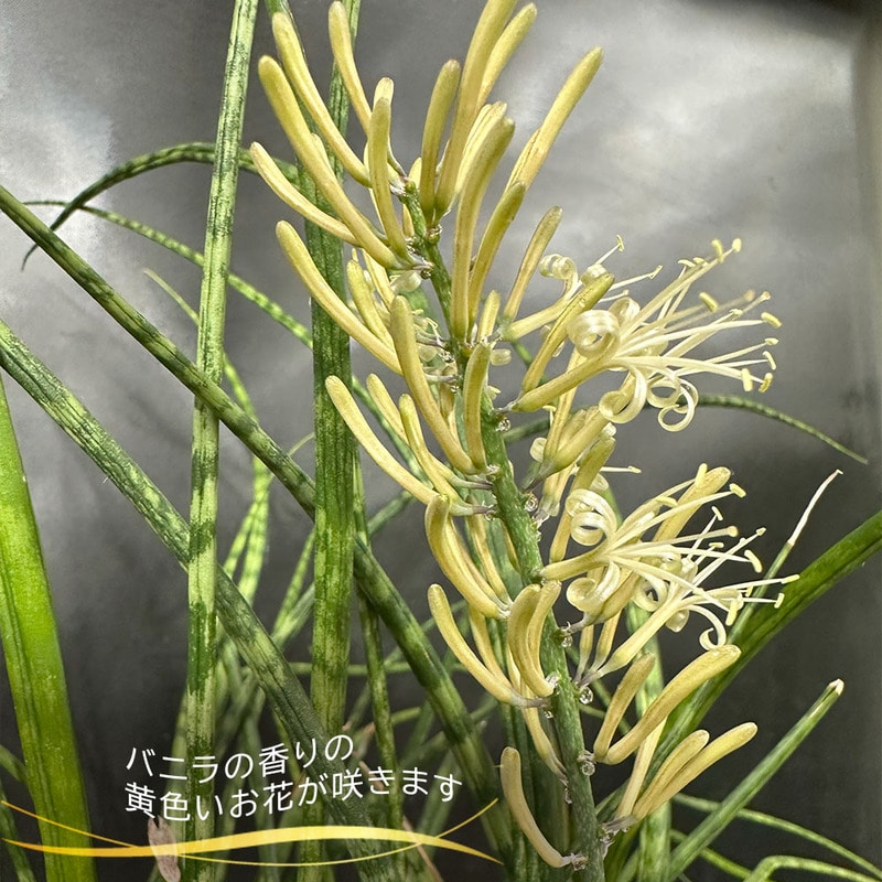 日本の蘭 富貴蘭（黒筒陶器鉢）｜郵便局のネットショップ