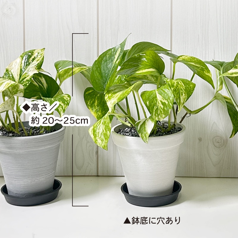 ポトス グリーン エコポット鉢 黒石付 4号（グレー）｜郵便局の