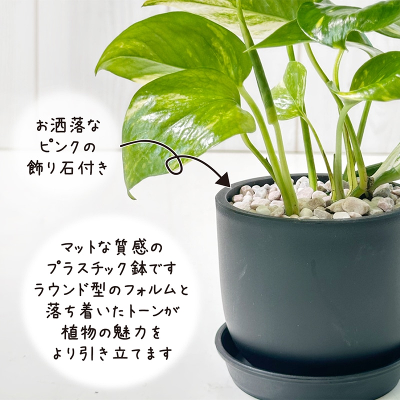 green plant☆様ご依頼用 ポトス グリーン ラウンド型 黒ポット ピンク石 3号｜郵便局の