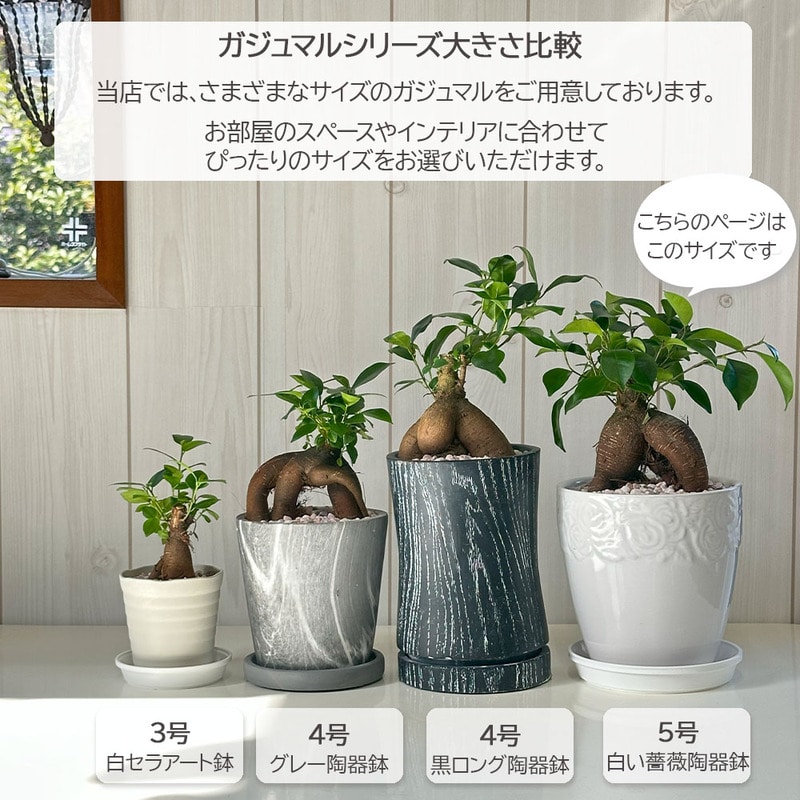 ガジュマルの木 白薔薇陶器鉢 ピンク石 5号｜郵便局のネットショップ