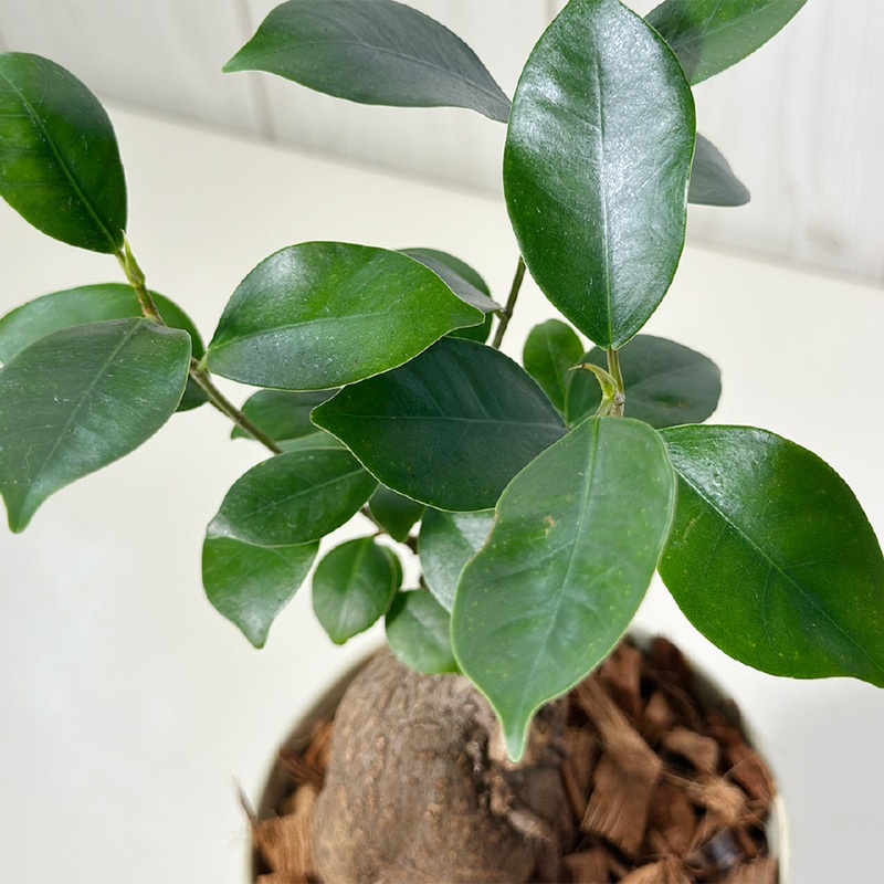 センカクガジュマル923｜観葉植物専門店「ワールドガーデン」