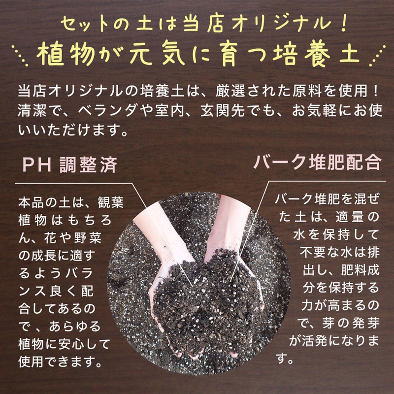 観葉植物用 8号鉢 植え替え土セット｜郵便局のネットショップ