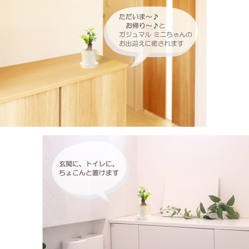 ガジュマル こんにちは😊 ・ 大人気《8の字ガジュマル》 再入荷致しました