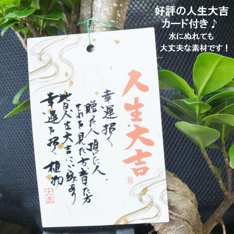 ガジュマル 昇り竜 8号セラアート鉢 白軽石｜郵便局のネット
