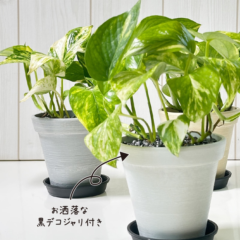 ポトス グリーン エコポット鉢 黒石付 4号（グレー）｜郵便局のネット