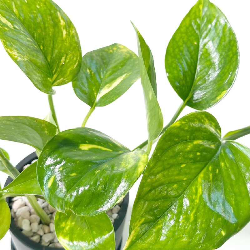 ポトス グリーン ラウンド型 黒ポット ピンク石 3号｜郵便局の