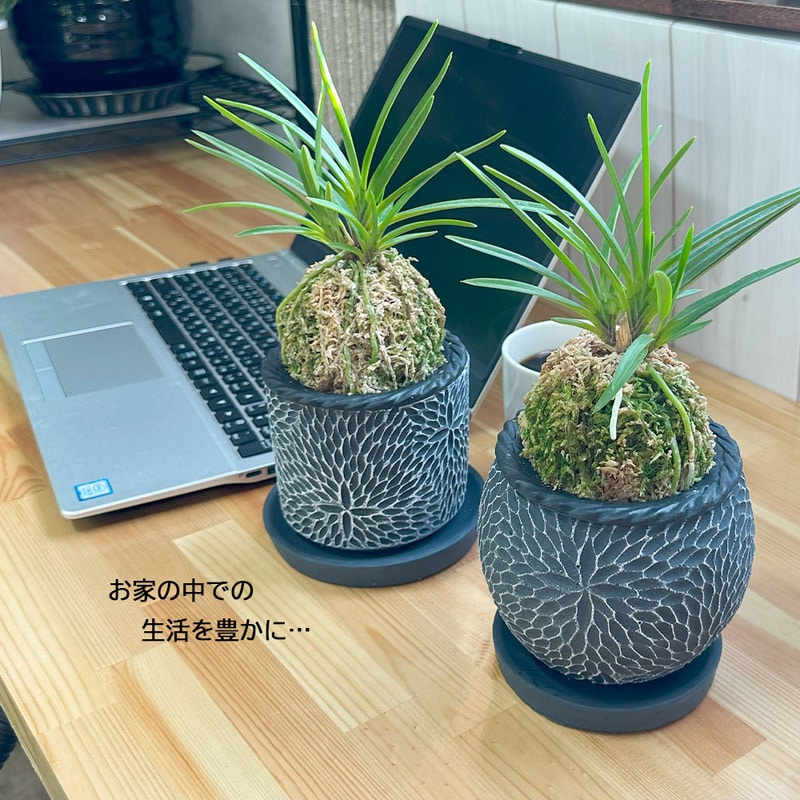蘭丸 日本の蘭 富貴蘭（黒丸陶器鉢）｜郵便局のネットショップ
