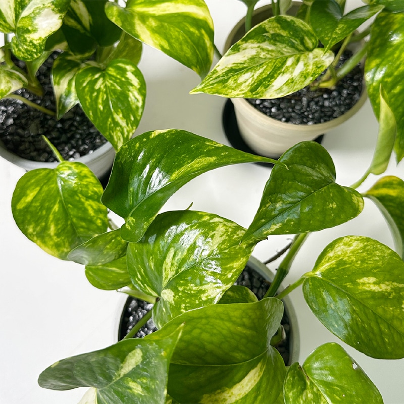 健康なポトス 植物 大鉢 黒 観葉植物 ポトス 6号 プラスチック鉢 | 観葉植物ならHitoHana