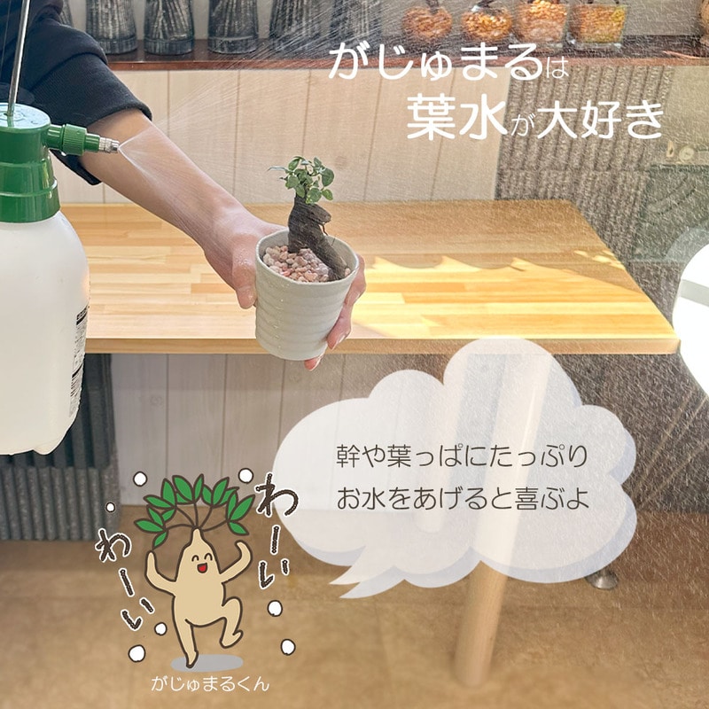 ガジュマル フィカス 白セラアート鉢 ピンク石 3号｜郵便局の