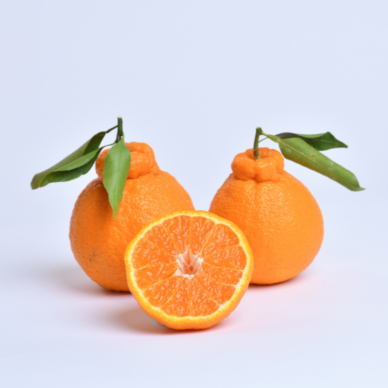 FRUiTS 2010年1月〜11月のセット FRUiTS 2010年1月〜11月のセット フルーツセット（木のおままごと