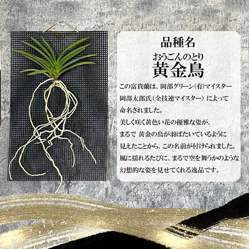 富貴蘭図鑑」 富貴蘭の魅力を解き明かす(日本富貴蘭会 編著