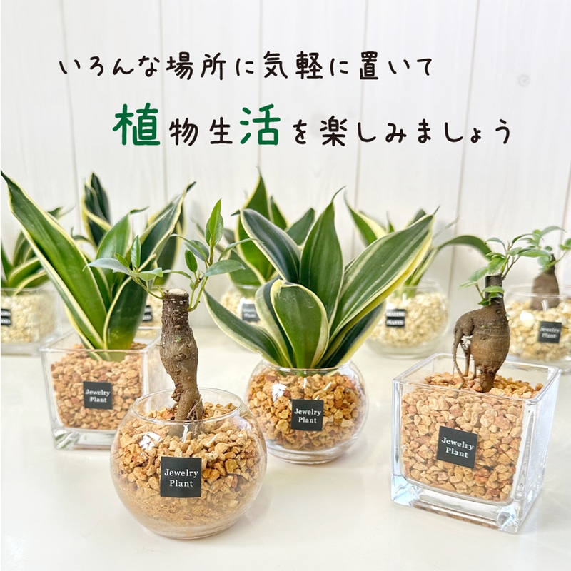 観葉植物 サンスベリア ハイドロカルチャー ベージュゼオライト (丸器