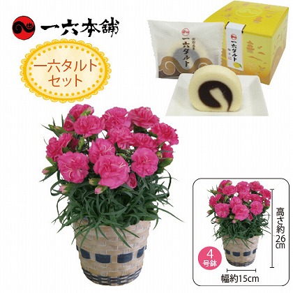 母の日 カーネーションと一六タルト 郵便局のネットショップ