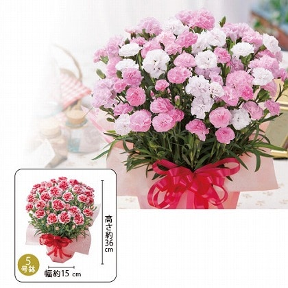 母の日 香り 色変りカーネーション バンビーノ 郵便局のネットショップ