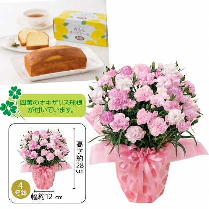 母の日 香りカーネーション バンビーノ とれもんチーズケーキセット 郵便局のネットショップ