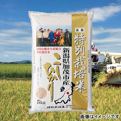 特別栽培米コシヒカリ 玄米