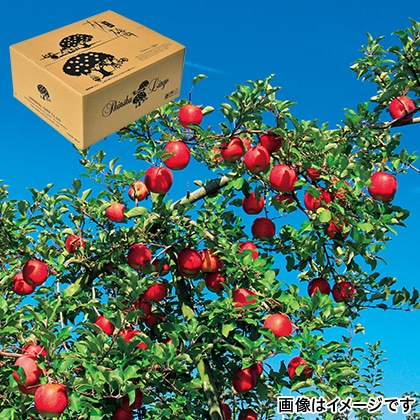 【期間限定】 信州りんご　サンふじ　ご家庭用　１０ｋｇ