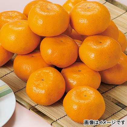 【期間限定】 熊本みかん 4.3kg