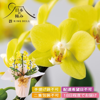 日本の極み　胡蝶蘭「黄色　ミディ」　３本立て　【慶事用】