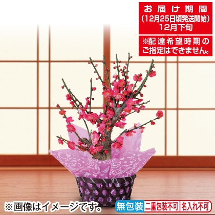 <※お歳暮対象商品>紅梅鉢植え
