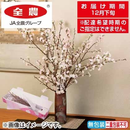 <※お歳暮対象商品>みちのく初桜(啓翁桜)