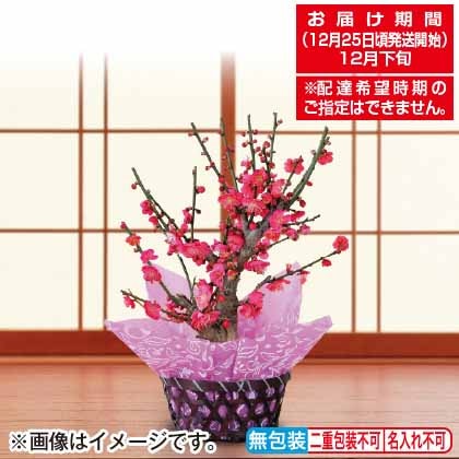 <※お歳暮対象商品>紅梅鉢植え