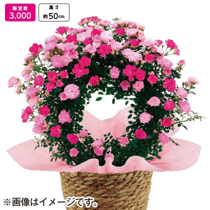 母の日対象商品 ミニつるバラ 舞姫 琴姫 リング仕立て 郵便局のネットショップ