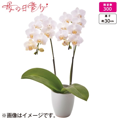 母の日対象商品 お供えミディ胡蝶蘭２本立 郵便局のネットショップ