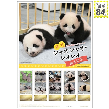 上野動物園　ジャイアントパンダ　シャオシャオ・レイレイ　誕生記念　【2022年4月下旬発送】
