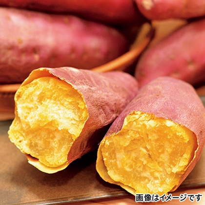 【期間限定】 なると金時 10kg