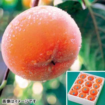 【期間限定】 會津の柿「吉美人」　１２個