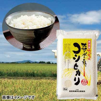 特別栽培米コシヒカリ　白米