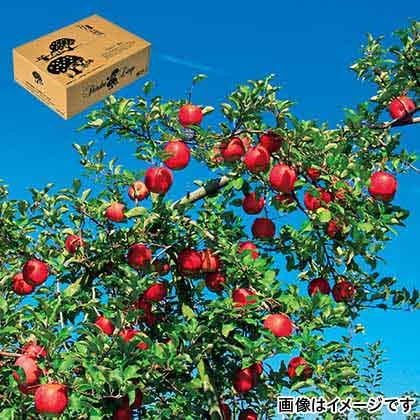 【期間限定】 信州りんご　サンふじ　ご家庭用　３ｋｇ
